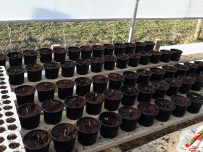 Dragana Jačimović - Domaće i naše