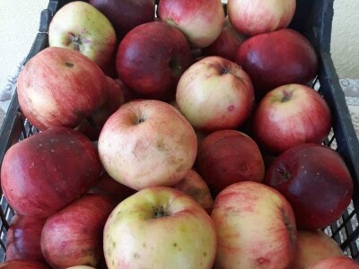 Dragana Jačimović - Domaće i naše