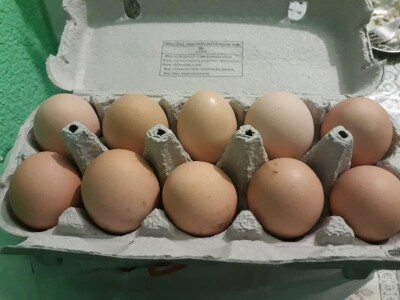 Dragana Jačimović - Domaće i naše