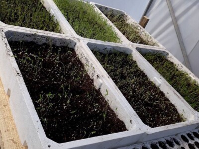 Dragana Jačimović - Domaće i naše