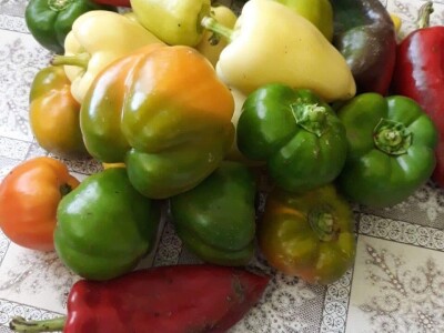 Dragana Jačimović - Domaće i naše