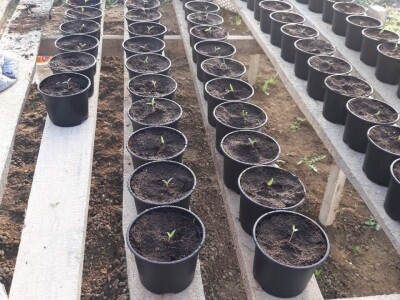 Dragana Jačimović - Domaće i naše