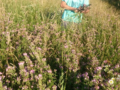 Bujne livade u Vrbovljanima