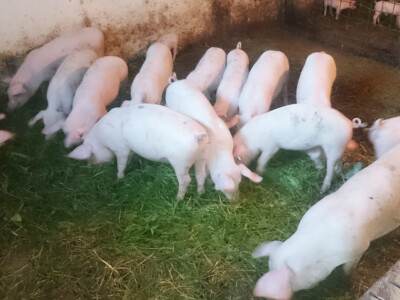 Savičići drže i svinje