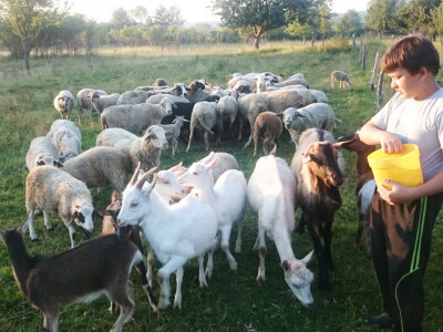 Nikola je zaljubljenik u poljoprivredu