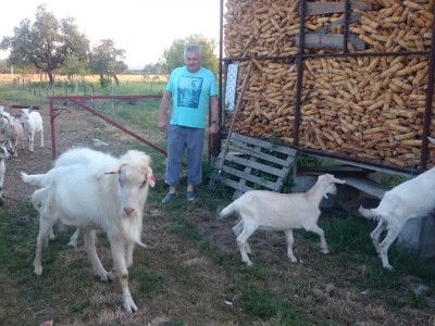 Priprema sir od kozjeg mlijeka