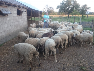 Širi se matično stado ovaca