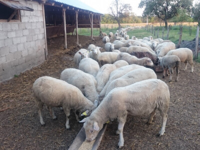 Ovce dobiju i žitarice