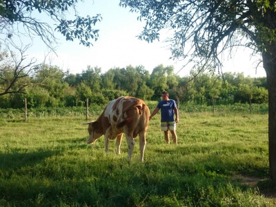 Savičići imaju jednu kravu i pet junica