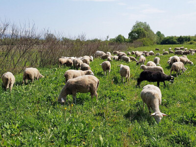 Na slobodnoj ispaši