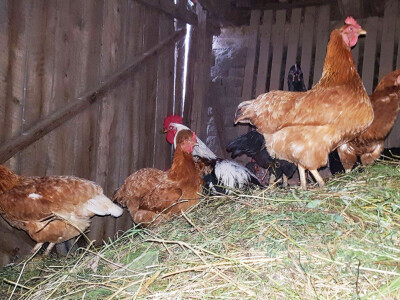 Na seoskom gospodarstvu i