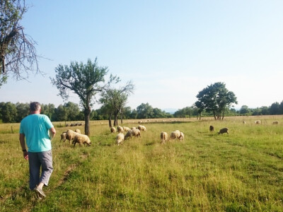 Lijepo uređeni pašnjak