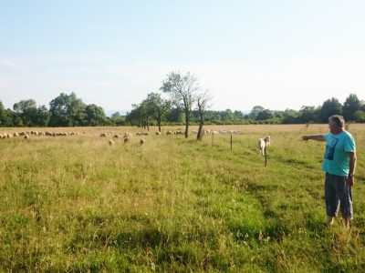 Pašnjak zaštićen električnim pastirom