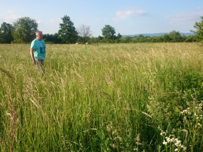 Ilija želi stvoriti veliki zajednički pašnjak