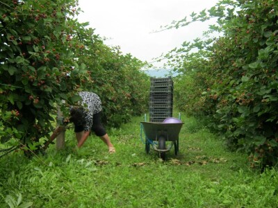 Dragiša Stojilković