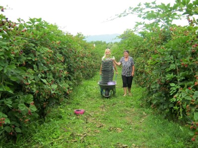 Dragiša Stojilković