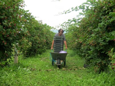 Dragiša Stojilković