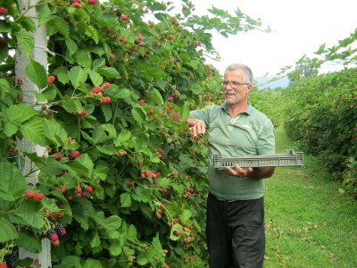 Dragiša Stojilković