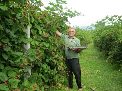 Dragiša Stojilković