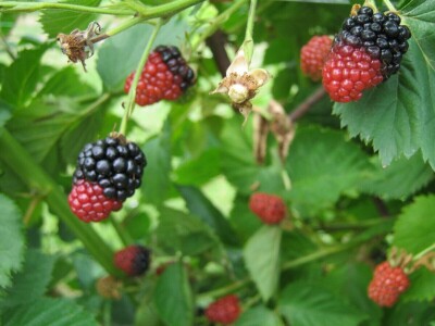 Dragiša Stojilković