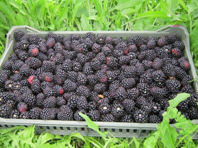 Dragiša Stojilković