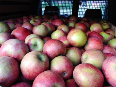 Dragoja Dojčinović - voćarstvo nekad i sad