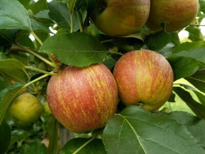 Dragoja Dojčinović - voćarstvo nekad i sad