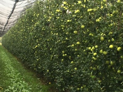 Dragoja Dojčinović - voćarstvo nekad i sad