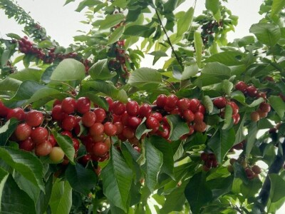 Dragoja Dojčinović - voćarstvo nekad i sad