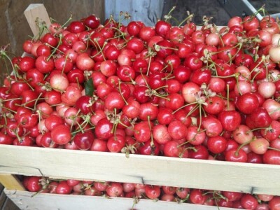 Dragoja Dojčinović - voćarstvo nekad i sad