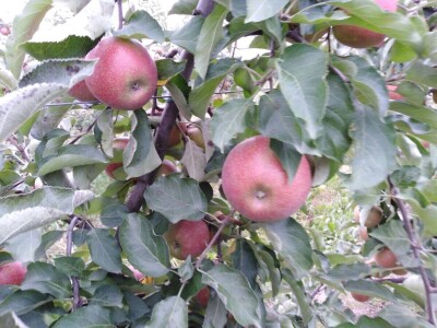 Dragoja Dojčinović - voćarstvo nekad i sad