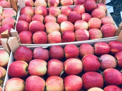 Dragoja Dojčinović - voćarstvo nekad i sad