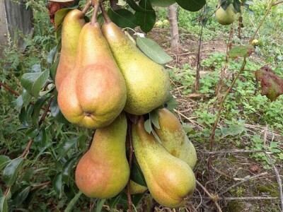 Dragoja Dojčinović - voćarstvo nekad i sad