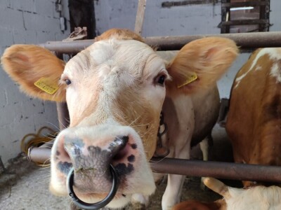 Dragutin Krišto, najstariji zaposleni veterinar u BiH