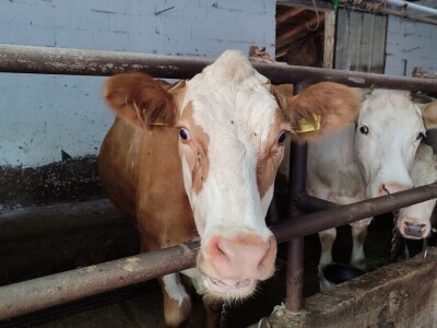 Dragutin Krišto, najstariji zaposleni veterinar u BiH