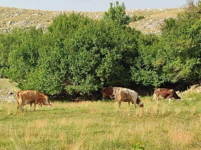 Dragutin Krišto, najstariji zaposleni veterinar u BiH