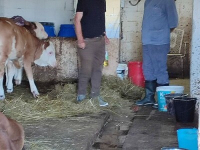 Dragutin Krišto, najstariji zaposleni veterinar u BiH