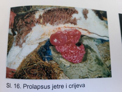 Dragutin Krišto, najstariji zaposleni veterinar u BiH