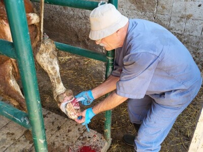 Dragutin Krišto, najstariji zaposleni veterinar u BiH