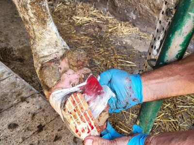 Dragutin Krišto, najstariji zaposleni veterinar u BiH