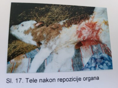 Dragutin Krišto, najstariji zaposleni veterinar u BiH