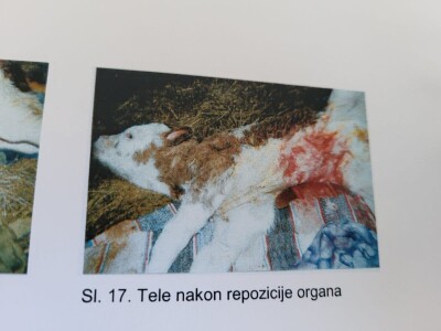 Dragutin Krišto, najstariji zaposleni veterinar u BiH