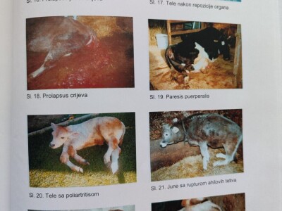 Dragutin Krišto, najstariji zaposleni veterinar u BiH