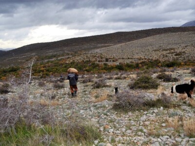 DRAMA NA VELEBITU - Ovčar Zore Gužvica među stijenama pronašao naklano janje koje je othranio na dudicu!