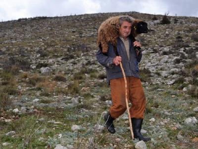 Drama na Velebitu - Ovčar Zore Gužvica među stijenama pronašao naklano janje koje je othranio na dudicu!