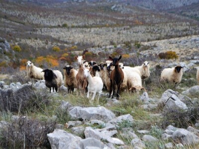 Drama na Velebitu - Ovčar Zore Gužvica među stijenama pronašao naklano janje koje je othranio na dudicu! Drama na Velebitu - Ovčar Zore Gužvica među stijenama pronašao naklano janje koje je othranio na dudicu!
