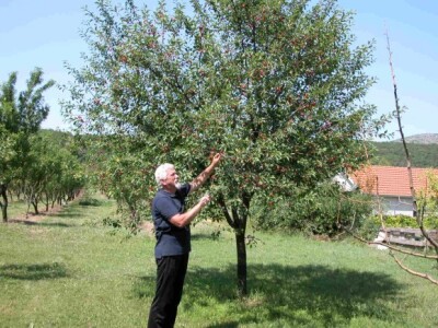 Dražen Rančić pokazuje urod višanja u svom voćnjaku Dražen Rančić pokazuje urod višanja u svom voćnjaku