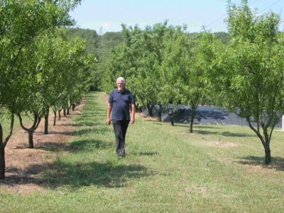 Dražen Rančić u plantaži mladih bajama OPG Dražen Rančić