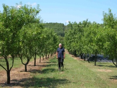 Rančićeva šetnja kroz plantažni voćnjak Rančićeva šetnja kroz plantažni voćnjak