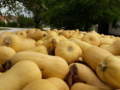Butternut tikva Butternut tikva